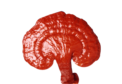 Ganoderma Cerebro