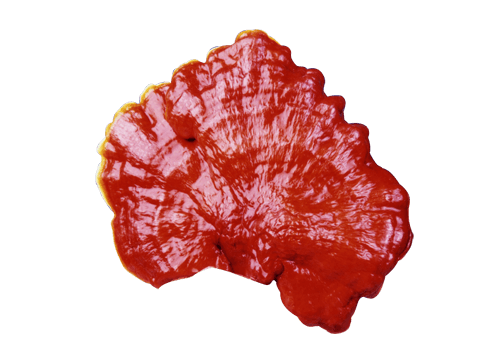 Ganoderma Corazón