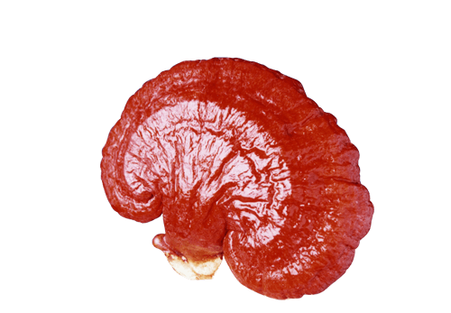Ganoderma Hígado