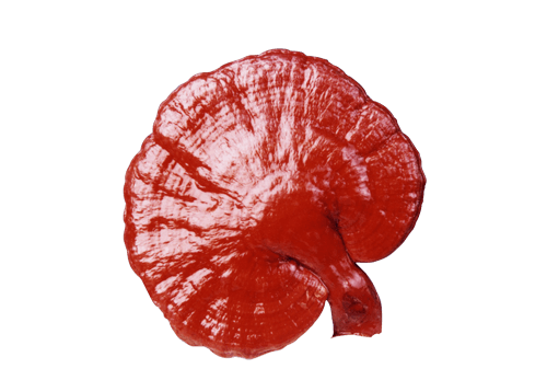 Ganoderma Pavo Real