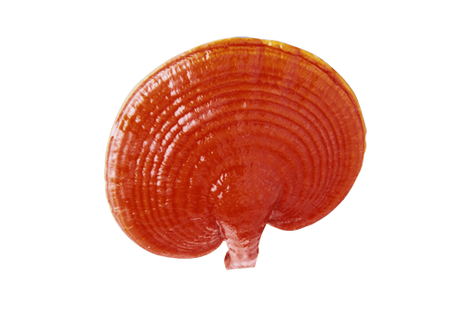 Ganoderma Ruyi